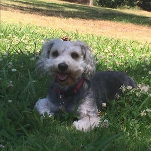 Meet your Posher, Daniel